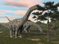 Argentinosaurus dinosaur grazing on treetops Fine Art Print