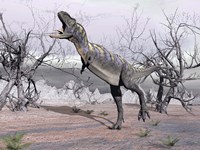 Aucasaurus dinosaur roaring in the desert Fine Art Print
