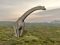 Brachiosaurus dinosaur walking in grassy landscape Fine Art Print