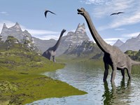 Brachiosaurus dinosaurs walking in a stream on a beautiful day Framed Print