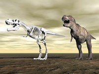 Comparison of Tyrannosaurus Rex standing next to its fossil skeleton Fine Art Print