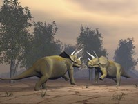 Confrontation between two Triceratops Fine Art Print