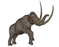 Large mammoth, white background by Elena Duvernay - various sizes