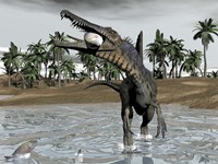 Spinosaurus dinosaur walking in water and feeding on fish Fine Art Print