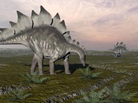 Stegosaurus dinosaurs grazing on plants Fine Art Print