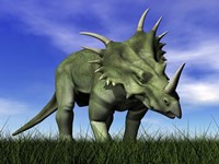 Styracosaurus dinosaur walking in the grass Fine Art Print