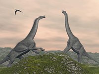 Two Brachiosaurus dinosaurs fighting Fine Art Print