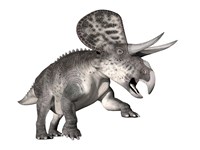 Zuniceratops dinosaur, white background Fine Art Print