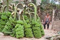 India, Meghalaya, Bajengdoba, Bananas and the man who picked them Fine Art Print