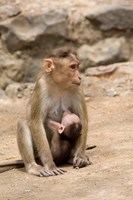 India, Mumbai, Elephanta Caves, monkeys Fine Art Print