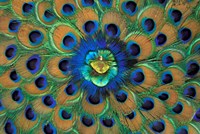 Peacock Decor, India Fine Art Print