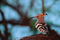 Common Hoopoe in Bandhavgarh National Park, India Fine Art Print