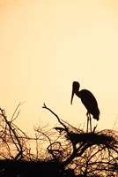 Painted Stork in Bandhavgarh National Park, India Fine Art Print