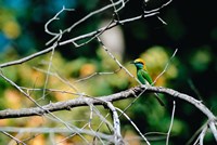 Green Bee-eater in Bandhavgarh National Park, India Fine Art Print