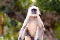 Monkey, Ranthambore National Park, Rajastan, India Fine Art Print