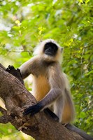 Monkey, Rajastan, India by Bill Bachmann - various sizes
