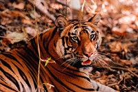 Bengal Tiger in Bandhavgarh National Park, India Fine Art Print