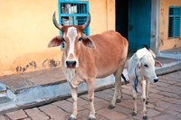 Cow and calf on the street, Jojawar, Rajasthan, India. Fine Art Print