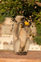 Langur Monkey holding a banana, Amber Fort, Jaipur, Rajasthan, India Fine Art Print