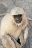 Langur Monkey, Amber Fort, Jaipur, Rajasthan, India Fine Art Print
