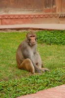 Monkey, Uttar Pradesh, India Fine Art Print