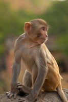 Young Rhesus monkey, Monkey Temple, Jaipur, Rajasthan, India Fine Art Print