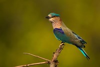 Indian Roller, Bandhavgarh National Park, India Fine Art Print