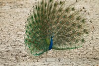Indian Peafowl, Bandhavgarh National Park, India Fine Art Print