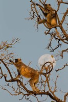 Pair of Hanuman Langur, Kanha National Park, India Fine Art Print