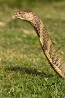 King Cobra snake, South East Captive Fine Art Print