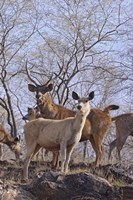 Alert Sambars, Ranthambhor National Park, India Fine Art Print