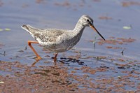 Bird, Redshank, Ranthambhor National Park, India Fine Art Print