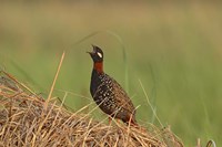 Black Partridge bird, Corbett NP, Uttaranchal, India Fine Art Print