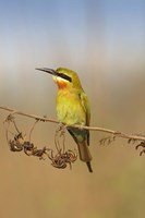 Bluetailed Bee eater, Corbett NP, Uttaranchal, India Fine Art Print