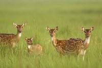 Chital Deer wildlife, Corbett NP, Uttaranchal, India Fine Art Print