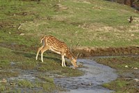 Chital wildlife, Corbett NP, Uttaranchal, India Fine Art Print
