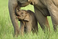 Elephant and Young, Corbett National Park, Uttaranchal, India Fine Art Print