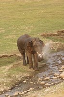 Elephant at waterhole, Corbett NP, Uttaranchal, India Fine Art Print