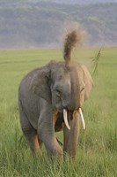 Elephant dust bath, Corbett NP, Uttaranchal, India Fine Art Print