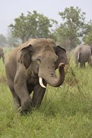 Elephant Greeting, Corbett National Park, Uttaranchal, India Fine Art Print
