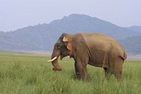 Elephant in the grass, Corbett NP, Uttaranchal, India Fine Art Print