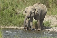 Elephant on riverbank, Corbett NP, Uttaranchal, India Fine Art Print