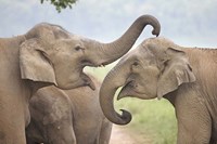 Elephants Play Fighting, Corbett National Park, Uttaranchal, India Fine Art Print