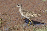 Green Sandpiper, Ranthambhor National Park, India. Fine Art Print