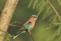 Indian roller bird, Corbett NP, Uttaranchal, India Fine Art Print