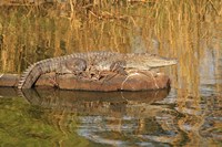 Marsh Crocodile, Ranthambhor National Park, India Fine Art Print