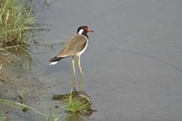 Redwattled Lapwing bird, Corbett NP, India. Fine Art Print