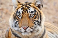 Royal Bengal Tiger Head, Ranthambhor National Park, India Fine Art Print