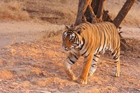 Royal Bengal Tiger, India Fine Art Print