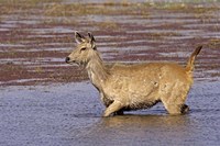 Sambar wildlife, lake, Ranthambhor NP, India Fine Art Print